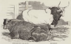 Bovini premiati alla mostra della Royal Agricultural Society, a Windsor da Harrison William Weir