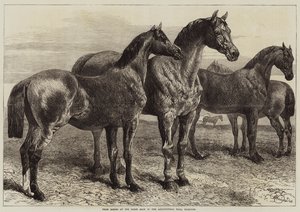 Cavalli premiati alla mostra di cavalli nella Agricultural Hall, Islington da Harrison William Weir
