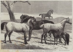 Cavalli premiati alla mostra equina nell