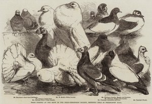Piccioni premiati alla mostra della Società Philo-Peristeron, recentemente tenutasi nella Freemasons