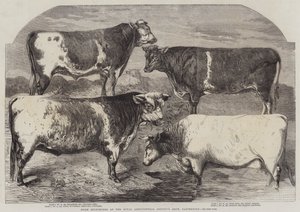 Shorthorn premiati alla mostra della Royal Agricultural Society, Canterbury
