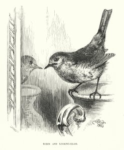 Robin e lo specchio (incisione) da Harrison William Weir