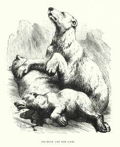 Orsa e i suoi cuccioli da Harrison William Weir
