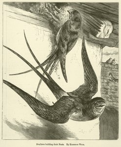 Rondini che costruiscono i loro nidi da Harrison William Weir