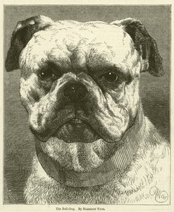 Il Bulldog da Harrison William Weir