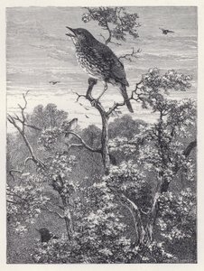 Il concerto degli uccelli da Harrison William Weir