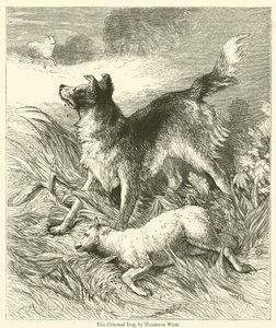 Il cane criminale da Harrison William Weir