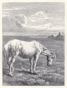 Il vecchio cavallo da Harrison William Weir