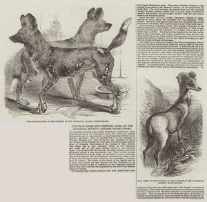 Le pecore selvatiche e i cani da caccia nei giardini della Società Zoologica, Regent