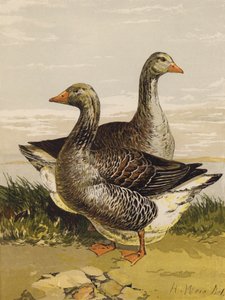 Oche di Tolosa