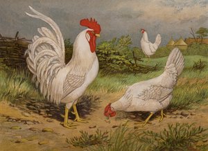 Livorno bianco da Harrison William Weir