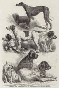 Vincitori di premi alla Mostra Internazionale del Cane, Agricultural Hall, Islington da Harrison William Weir