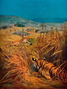 Tigri - Il terrore dei villaggi indiani, 1913 da Harry Dixon