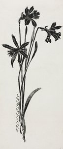 Narcisi