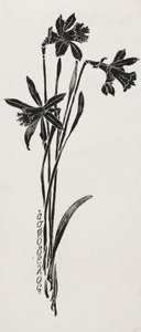 Narcisi da Harry Fenn