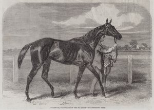 Caller Ou, il vincitore del St Leger da Harry Hall