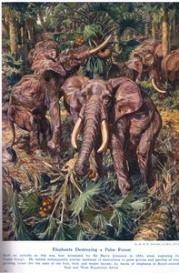Elefanti che distruggono una foresta di palme, illustrazione da 
