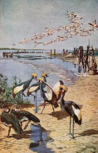 Le rive settentrionali del Lago Ciad, viste da Denham nel 1822