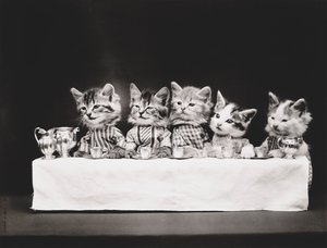 Serie dei gattini: Ultima cena, 1914 circa (stampa all