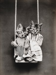 Serie dei gattini: Sull