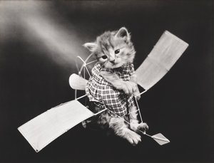 Serie dei gattini: Pilota che vola in aereo, 1914 circa (stampa all