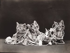 Serie dei gattini: Tangled in Yarn, 1914 circa (stampa su argento)