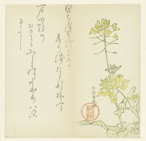 Fiori da Hasegawa Settan