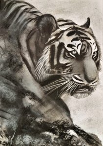 Tigre in caccia