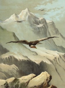 Condor (cromolitografia)