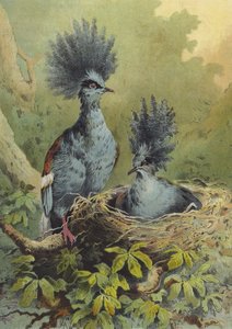 Piccione incoronato (cromolitografia)