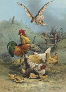 Falco nel pollaio (cromolitografia)