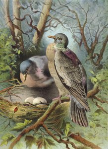 Tortora (cromolitografia)