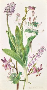 Cappello di turco, orchidea, caprifoglio