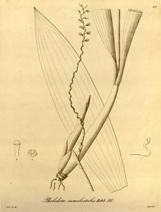 Illustrazione di Pholidota camelostalix