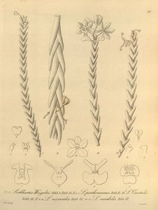 Lockhartia - Xenia vol 1 (1858) fig 40 da Heinrich Gustav Reichenbach