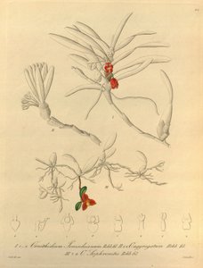 Questo file proviene dalla Biblioteca della Biodiversità ed è disponibile online su biodiversitylibrary.org/page/696484 da Heinrich Gustav Reichenbach