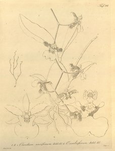 Questo file proviene dalla Biblioteca del Patrimonio della Biodiversità ed è disponibile online su biodiversitylibrary.org/page/696498 da Heinrich Gustav Reichenbach