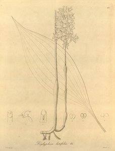 Questo file proviene dalla Biblioteca della Biodiversità ed è disponibile online su biodiversitylibrary.org/page/696480 da Heinrich Gustav Reichenbach