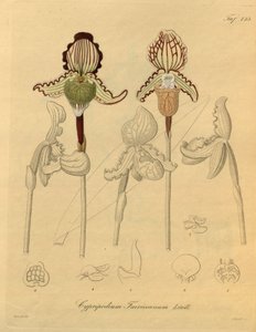 Questo file proviene dalla Biblioteca della Biodiversità ed è disponibile online su biodiversitylibrary.org/page/698329 da Heinrich Gustav Reichenbach