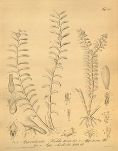 Illustrazioni di Appendicula kuhlii
