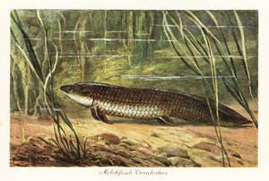 Ceratodus latissimus estinto tra le canne sul fondo dell