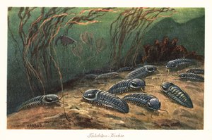 Trilobiti estinti sul fondo dell