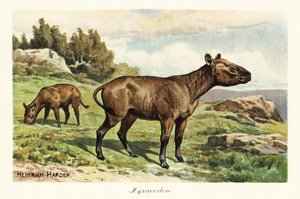 Hyracodon, genere estinto di mammifero simile a un pony, Oligocene (stampa) da Heinrich Harder