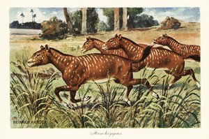 Mesohippus, genere estinto di cavallo primitivo, 1908