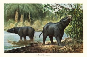 Moeritherium, genere estinto di proboscidati dell