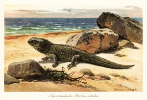 Tuatara vulnerabile, Sphenodon punctatus, sulla riva da Heinrich Harder