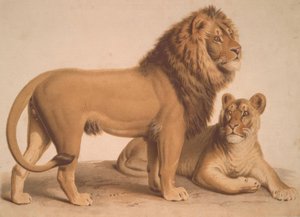 Il leone