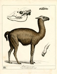  da Heinrich Leutemann