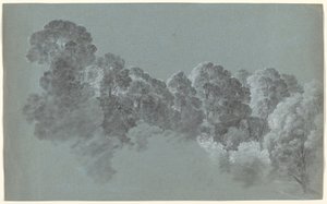 Cime degli Alberi della Foresta Colpite dalla Luce