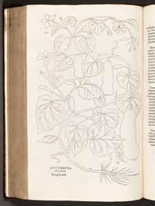 BT3.26.5 p.370 Zucchina, illustrazione da De historia stirpium commentarii insignes di Leonhart Fuchs, 1542